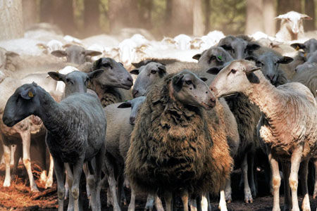 Более 3,2 тыс. домашних животных погибли при пожарах в Забайкалье 