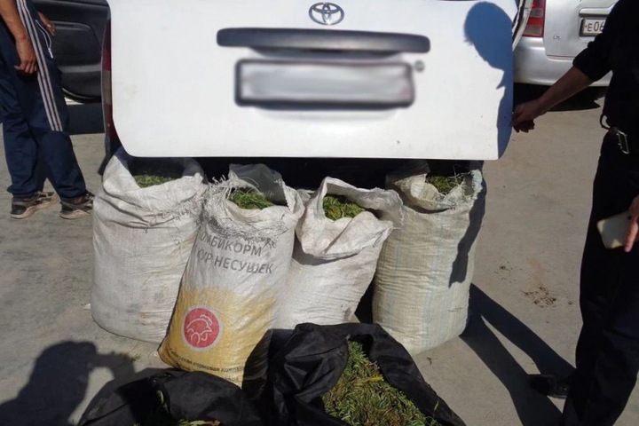 Забайкальская полиция нашла 101 кг конопли Забайкальская полиция нашла 101 кг конопли