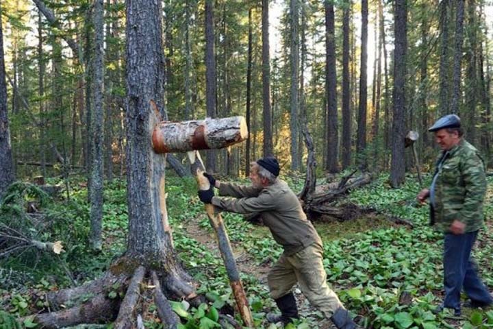Случайно поджегший алтайскую тайгу сборщик шишек получил условный срок