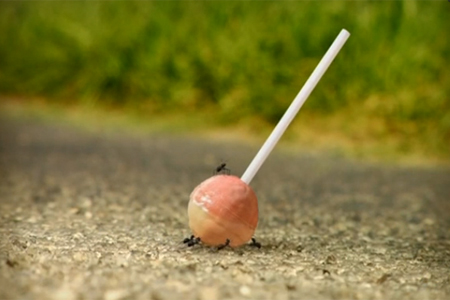 Детей в тире Горно-Алтайска награждали чупа-чупсами с муравьями Детей в тире Горно-Алтайска награждали чупа-чупсами с муравьями