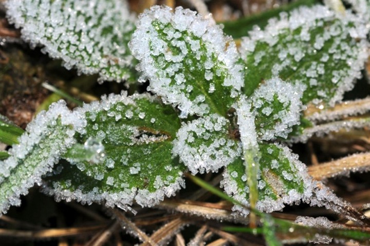 Заморозки до -1 ожидаются в Новосибирской области Заморозки до -1 ожидаются в Новосибирской области