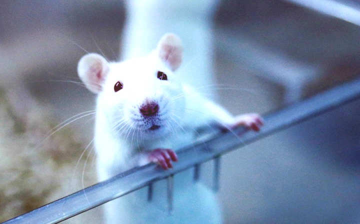 Беременность защищает почки от повреждения