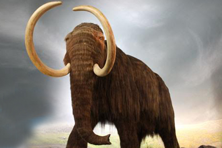 Сибирские ученые собирают деньги на раскопки уникального кладбища мамонтов Сибирские ученые собирают деньги на раскопки уникального кладбища мамонтов