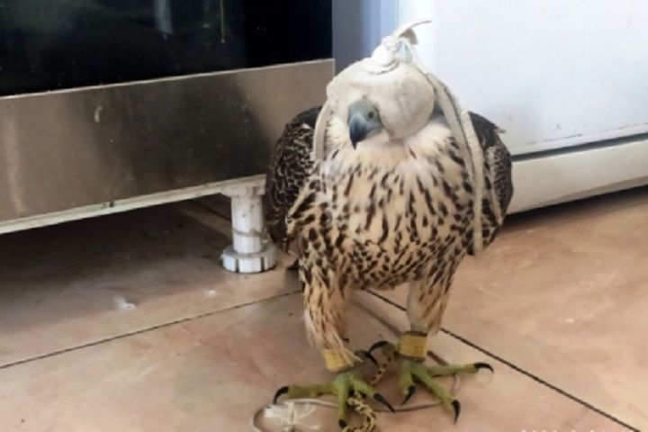 Дело охотившихся на соколов в Приангарье сирийских браконьеров дошло до суда Дело охотившихся на соколов в Приангарье сирийских браконьеров дошло до суда