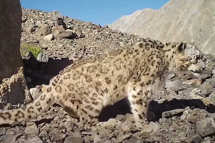 Фильм об экспедиции по изучению снежных барсов сняли на Алтае Фильм об экспедиции по изучению снежных барсов сняли на Алтае