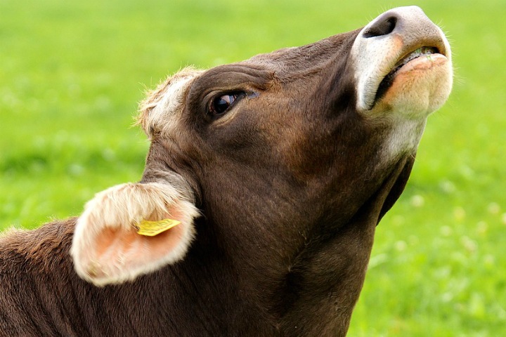 Сибирские и британские ученые работают над созданием выдающихся коров Сибирские и британские ученые работают над созданием выдающихся коров