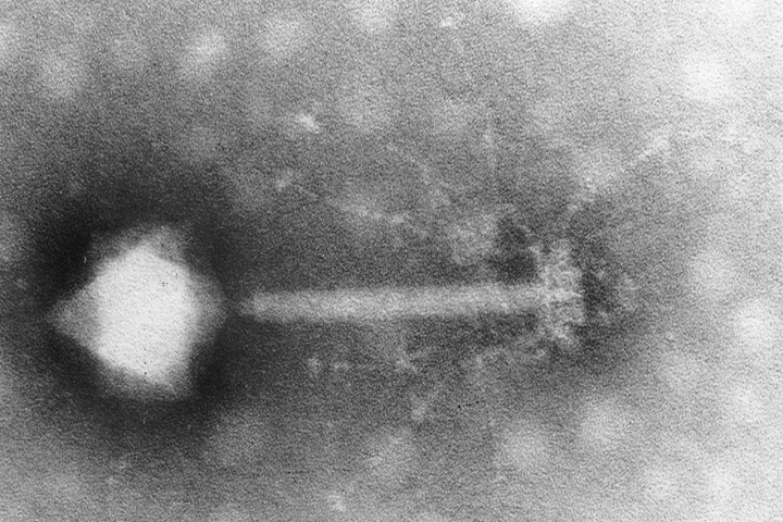 Ученые нашли три вируса в шахте в Томской области