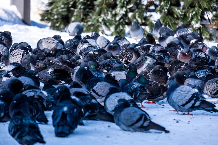 Резкое потепление и ослабление ветра ожидает новосибирцев Резкое потепление и ослабление ветра ожидает новосибирцев