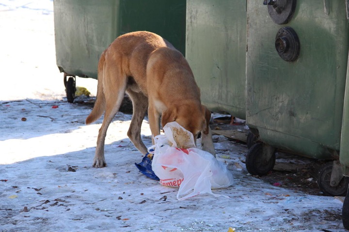 «Зачистим все улицы»: в Улан-Удэ опасаются нашествия бродячих собак из соседних районов