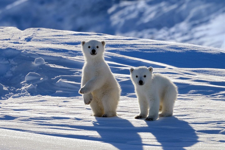 Что происходит с климатом. Главные новости года о глобальном потеплении
