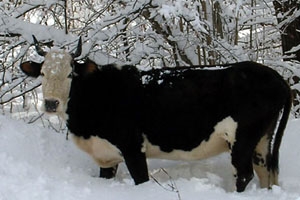 Житель Забайкалья приговорен к двум годам колонии строгого режима за кражу коровы Житель Забайкалья приговорен к двум годам колонии строгого режима за кражу коровы