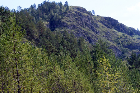 Экспорт сибирского леса в страны СНГ упал в два раза Экспорт сибирского леса в страны СНГ упал в два раза