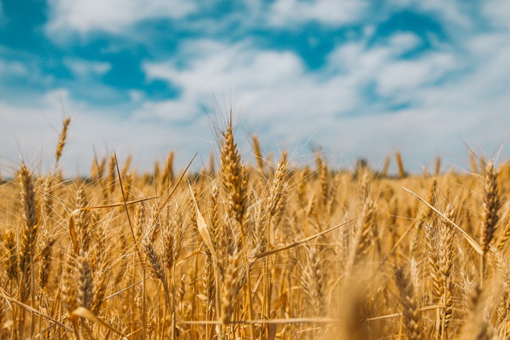 Новосибирского перевозчика сельхозпродукции потребовали обанкротить Новосибирского перевозчика сельхозпродукции потребовали обанкротить