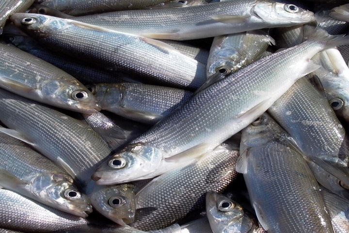 Ученые пытаются понять, почему байкальский омуль увеличился вдвое Ученые пытаются понять, почему байкальский омуль увеличился вдвое