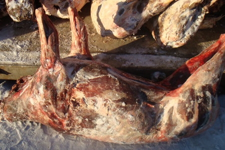 Житель Таймыра попытался дать полицейскому взятку северным оленем Житель Таймыра попытался дать полицейскому взятку северным оленем