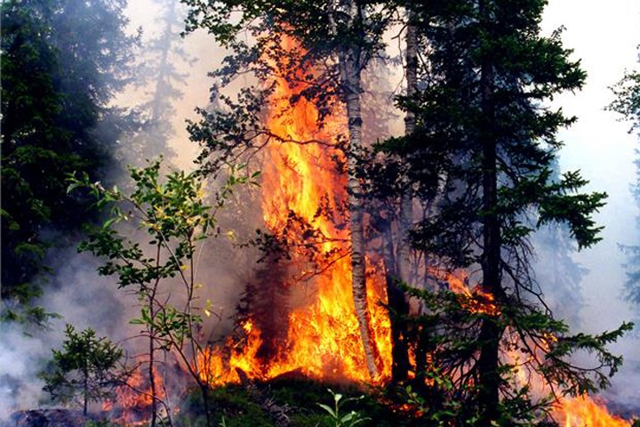 Площадь лесных пожаров снова начала расти в Сибири