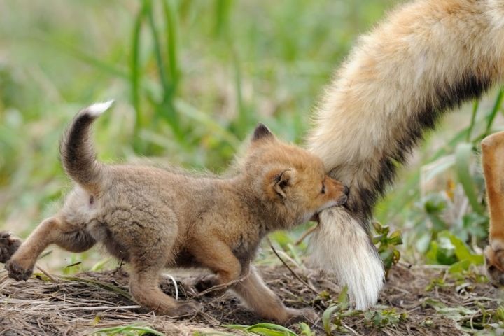 Новосибирский краеведческий музей покажет материнство в дикой природе Новосибирский краеведческий музей покажет материнство в дикой природе