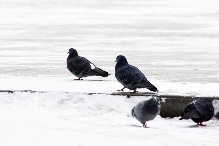 Новосибирская прокуратура требует 1 млн рублей с мэрии в пользу пострадавшей от гололеда Новосибирская прокуратура требует 1 млн рублей с мэрии в пользу пострадавшей от гололеда