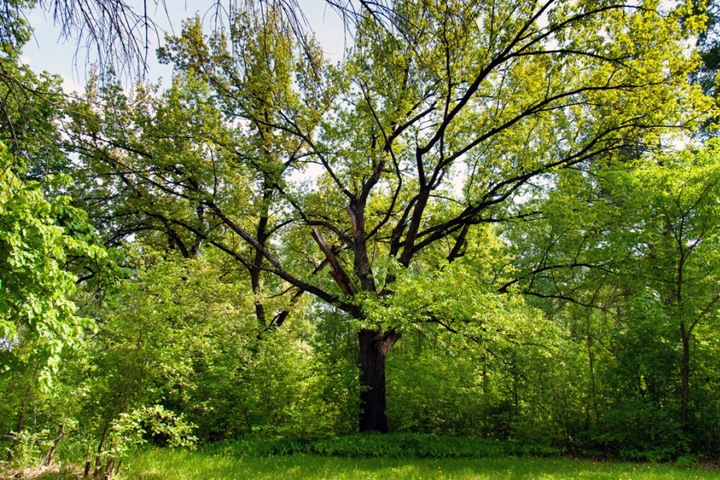 Кто ждет туристов на Байкале и зачем в Барнауле крадут деревья. Сибирь за неделю Кто ждет туристов на Байкале и зачем в Барнауле крадут деревья. Сибирь за неделю
