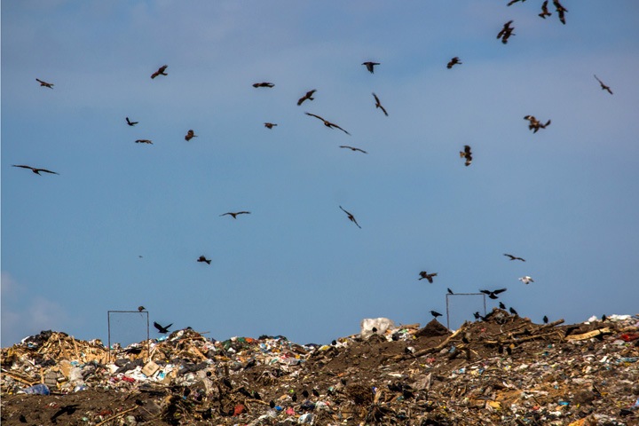 Завысили стоимость на десятки миллионов: ФАС нашла нарушения у «Экологии-Новосибирск» Завысили стоимость на десятки миллионов: ФАС нашла нарушения у «Экологии-Новосибирск»
