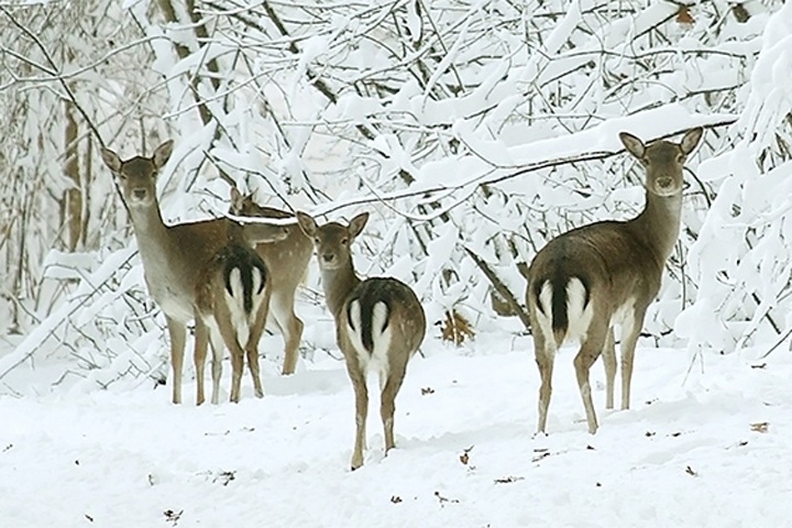 Двое мужчин пойдут под суд за отстрел косуль на снегоходе в Ордынском районе