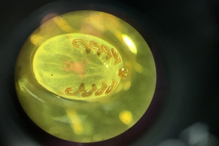 Томские ученые придумали, как обезвредить клещей