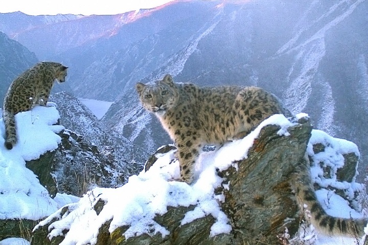 Снежные барсы попали на видео в красноярском заповеднике Снежные барсы попали на видео в красноярском заповеднике