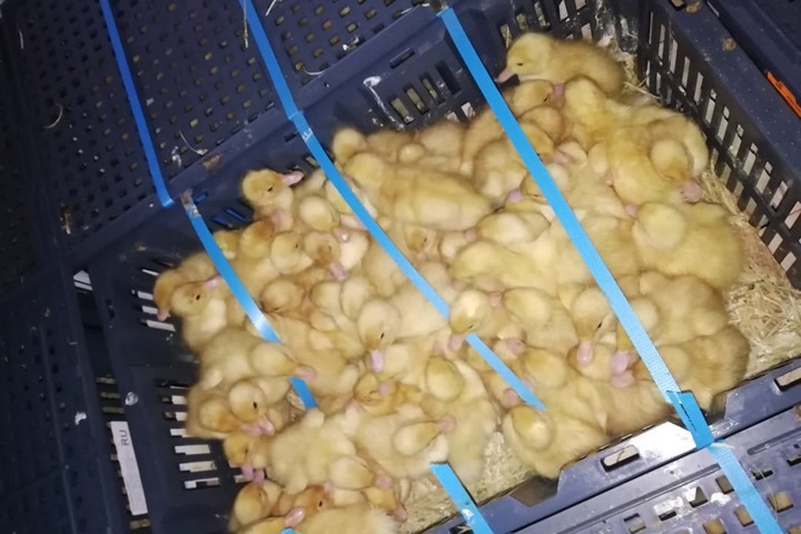 Четыре тысячи утят прилетели в Красноярск из Франции Четыре тысячи утят прилетели в Красноярск из Франции