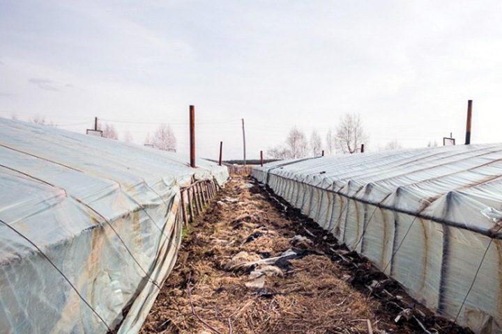 Жителей Узбекистана обвинили в нападениях на китайцев в новосибирских теплицах Жителей Узбекистана обвинили в нападениях на китайцев в новосибирских теплицах