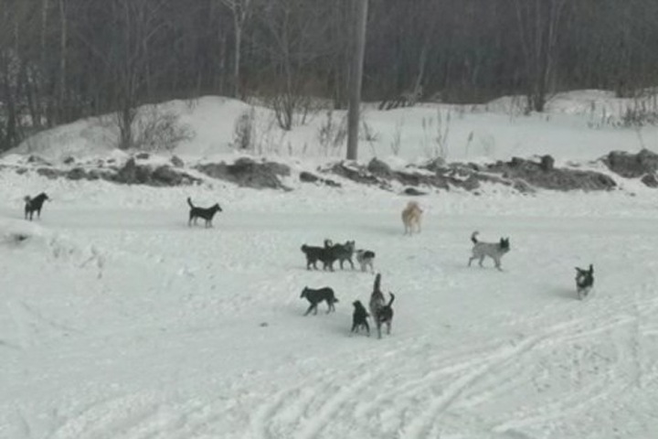 Мэр Улан-Удэ пообещал решить проблему бродячих собак за полтора месяца