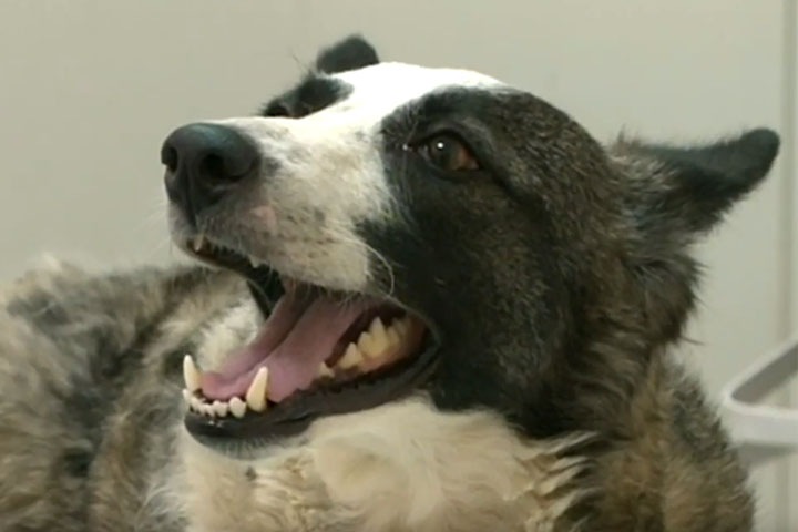 Красноярец выбросил свою собаку с балкона многоэтажки