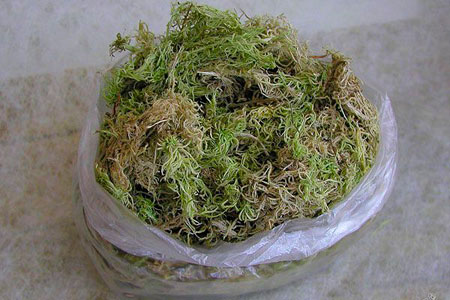 Томская «Инновата» предложила делать памперсы из мха Томская «Инновата» предложила делать памперсы из мха