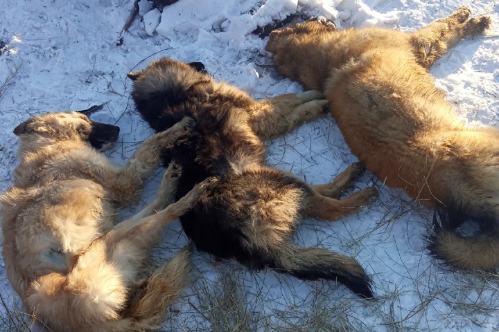 Глава Бурятии обязал правительство помочь в восстановлении сожженного приюта для животных Глава Бурятии обязал правительство помочь в восстановлении сожженного приюта для животных