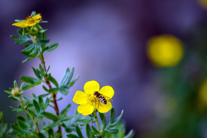 «Гражданская наука»: натуралистов позвали дополнить новосибирскую Красную книгу «Гражданская наука»: натуралистов позвали дополнить новосибирскую Красную книгу