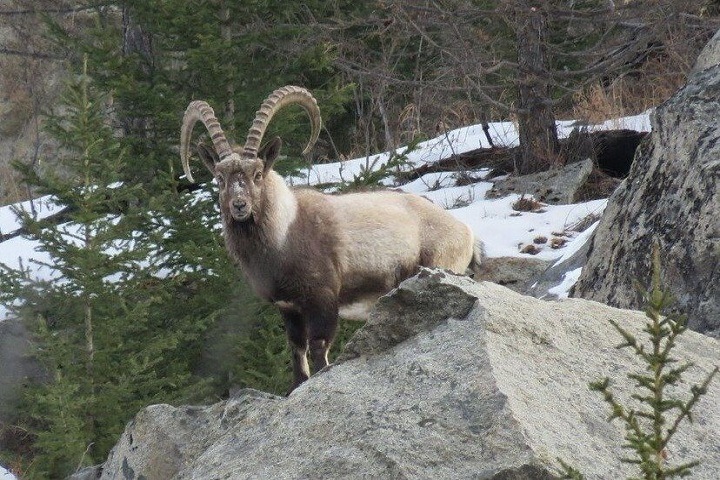 Уголовное дело после убийства краснокнижного козерога возбудили на Алтае