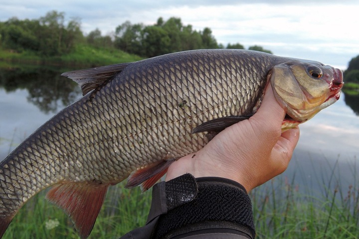 Вся популяция язя оказалась заражена в Оби Вся популяция язя оказалась заражена в Оби