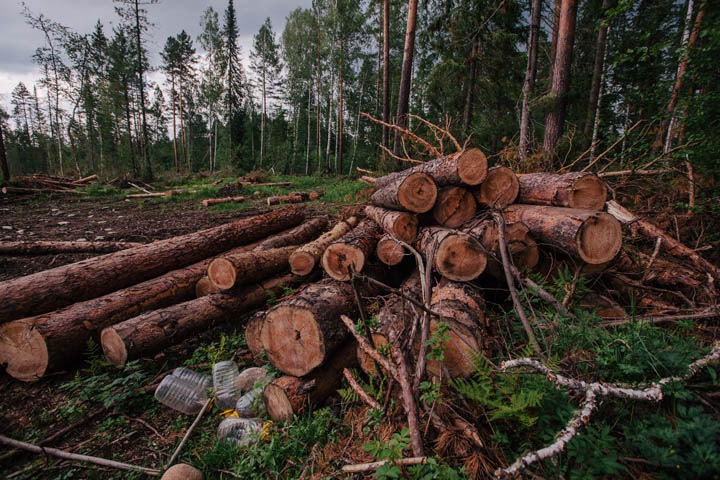 Мы таежные люди. Хроника одной войны за лес