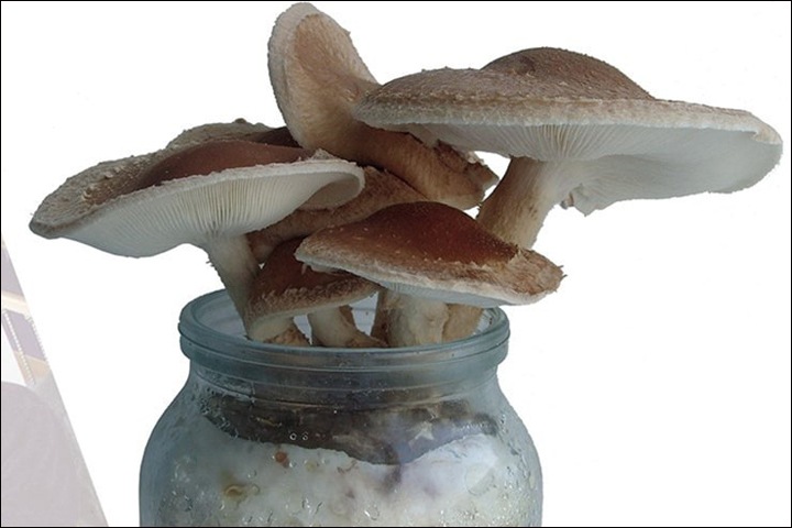 Сибирские разработчики вакцины от коронавируса нашли грибы для борьбы с болезнями