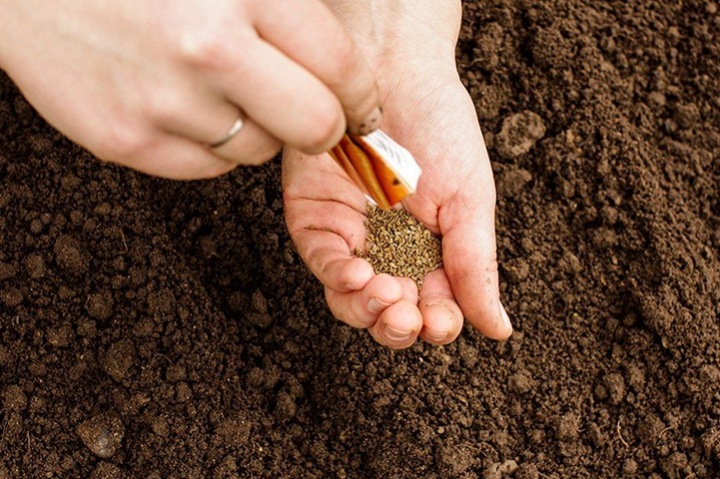 Как выбрать семена моркови Как выбрать семена моркови