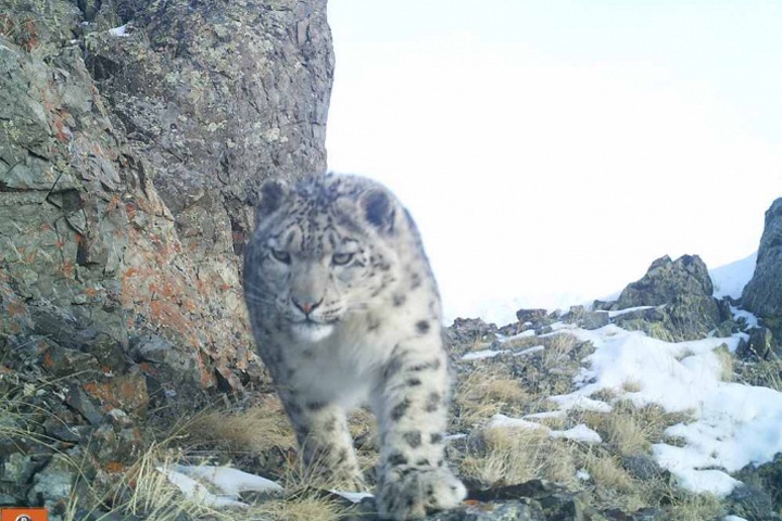Снежных барсов в России будут пересчитывать раз в пять лет Снежных барсов в России будут пересчитывать раз в пять лет