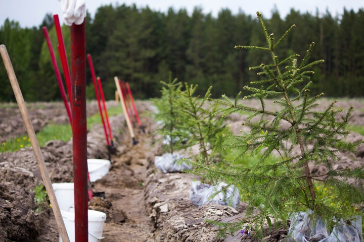 Красноярск озеленят на 120 миллионов рублей Красноярск озеленят на 120 миллионов рублей