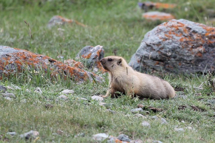 625 сурков разрешили убить в Новосибирской области