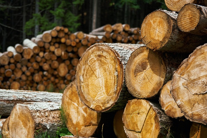 Иркутский лес почти на 300 млн украли и увезли в Китай Иркутский лес почти на 300 млн украли и увезли в Китай