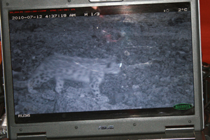 Ученые в Туве впервые поймали снежного барса в фотоловушку