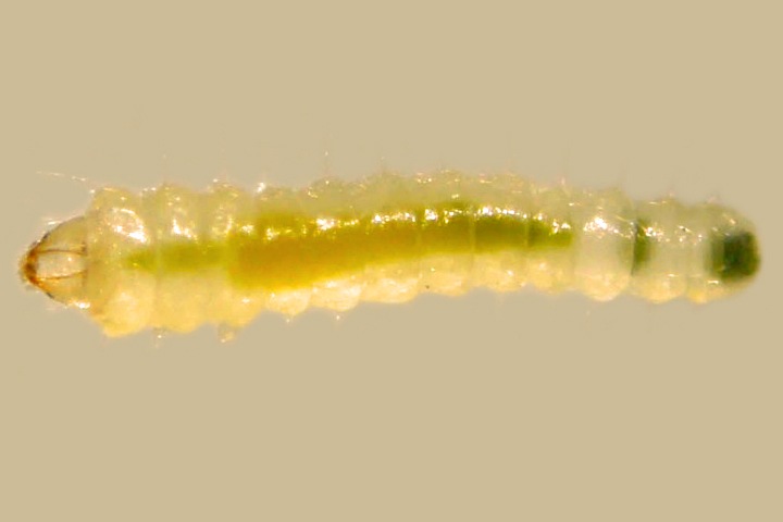 Ученые открыли новый вид моли. Вредитель угрожает живым изгородям в Сибири