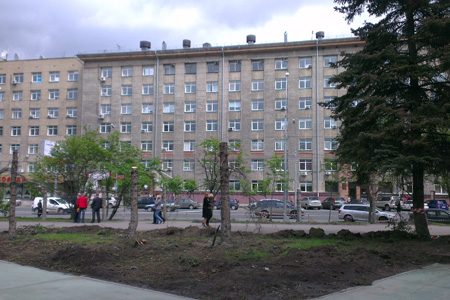 Железнодорожники могли пересадить спиленные в Новосибирске ели в Заельцовский парк — эколог