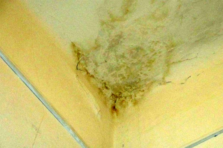 Родители пожаловались на плесень и трещины в школе под Новосибирском Родители пожаловались на плесень и трещины в школе под Новосибирском