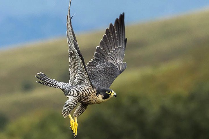 Соколов-сапсанов защитили от ударов током на Алтае