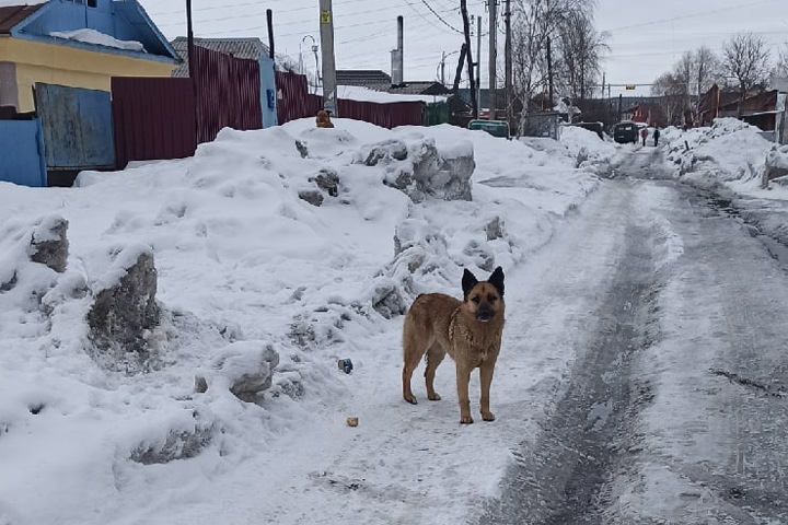 Собака покусала девочку в Новосибирске Собака покусала девочку в Новосибирске