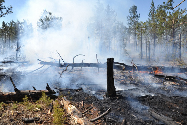 Режим ЧС введен в Сибири из-за лесных пожаров